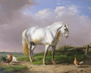 Grauer Hengst